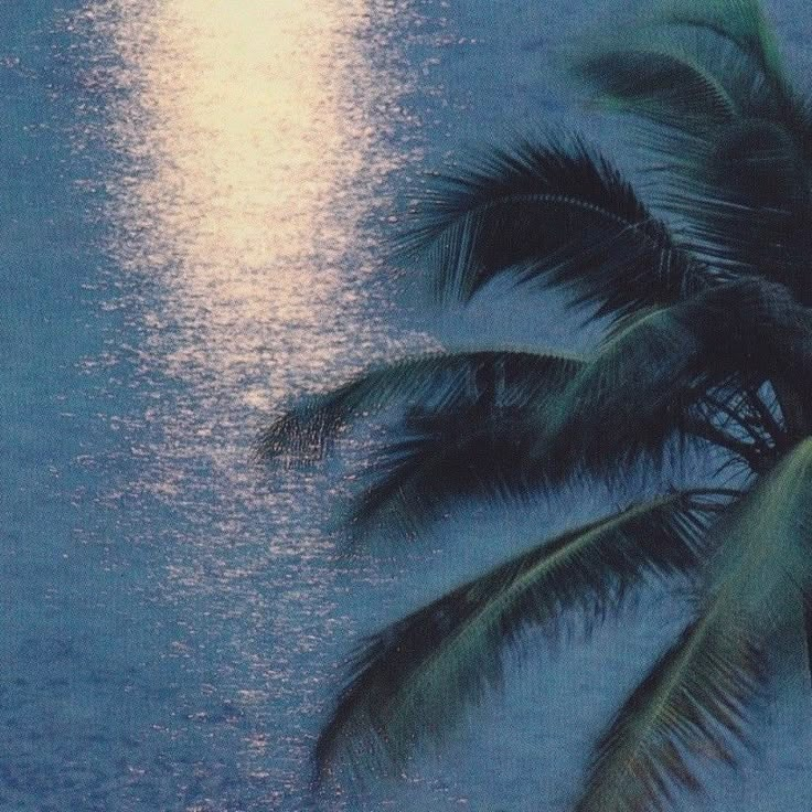 palm trees and the moon are reflected in the water