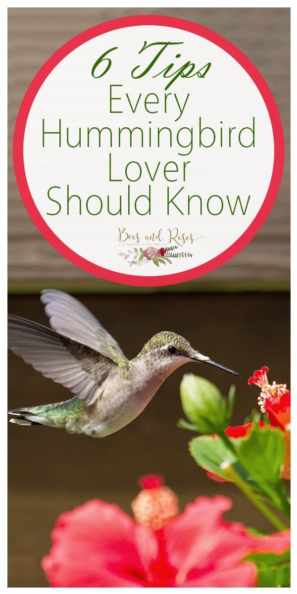 a hummingbird flying over flowers with the words 6 tips every hummingbird lover should know