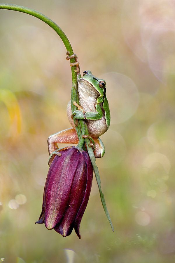 a frog sitting on top of a purple flower