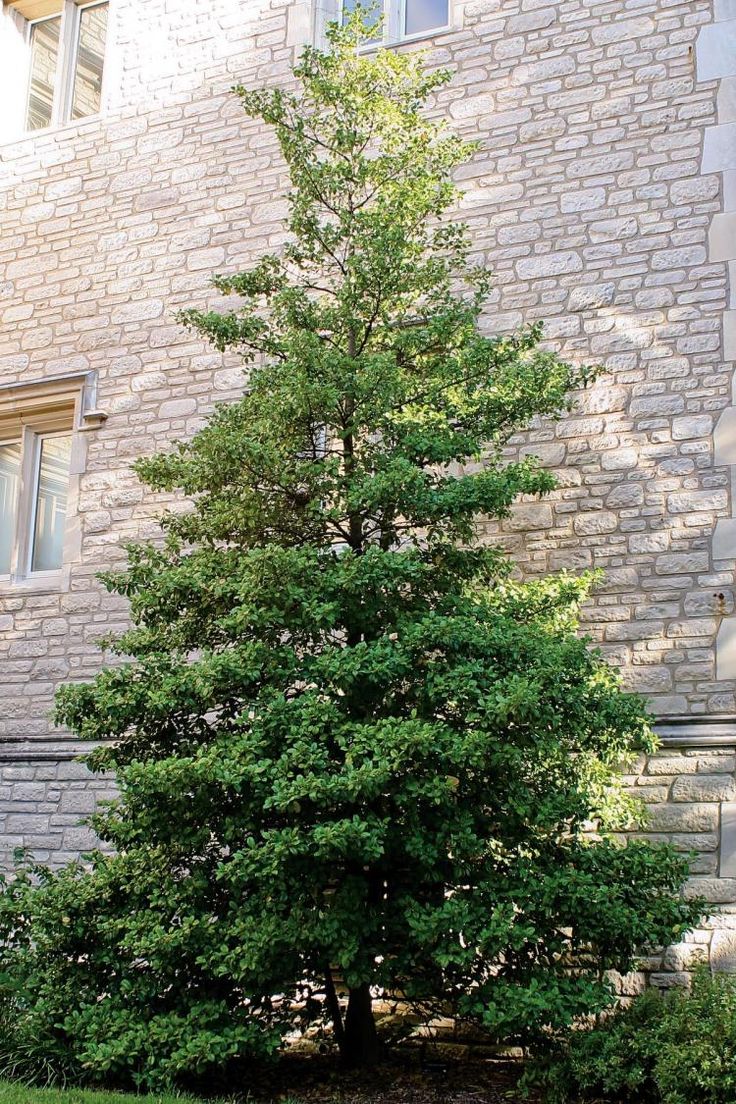 a small green tree in front of a brick building