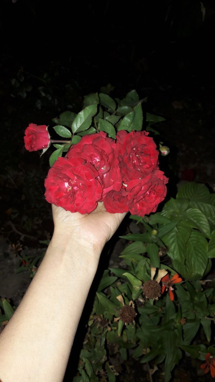 a person's hand holding red flowers in the dark