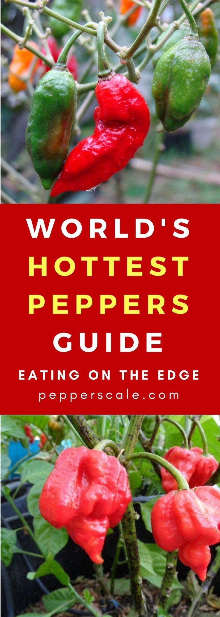 the world's hotest peppers guide