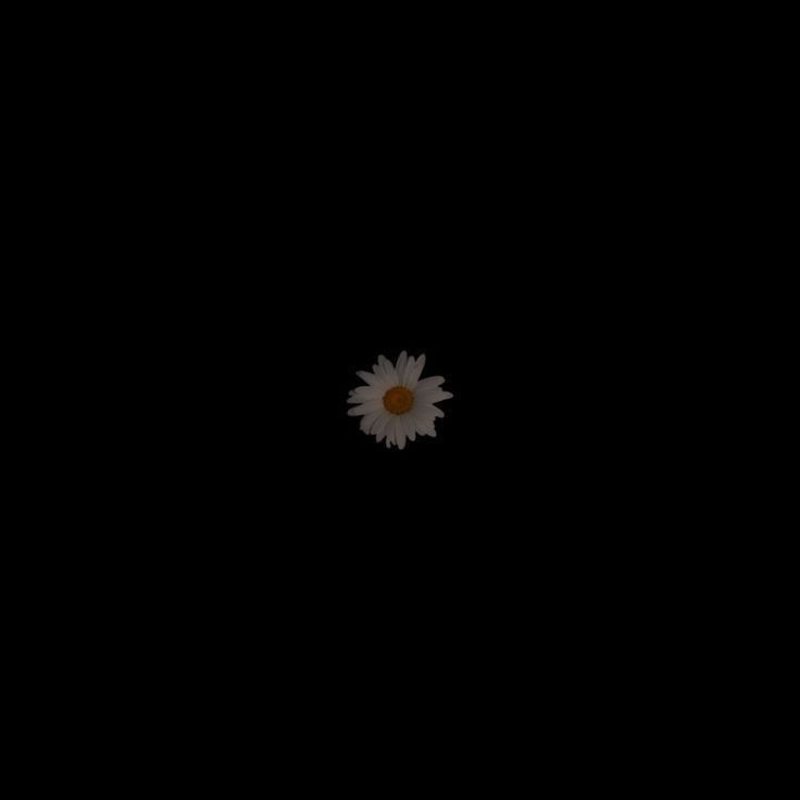 a single white flower sitting on top of a black surface in the middle of the night