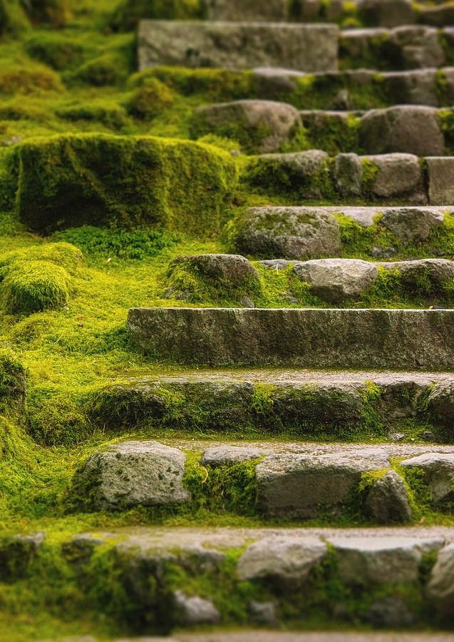 moss growing on stone steps leading up to the top