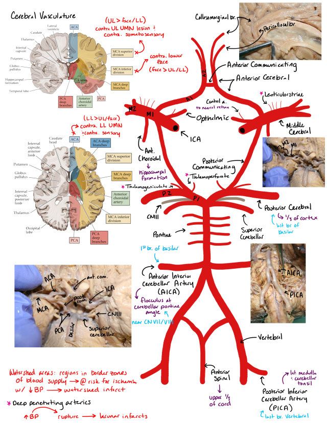 the human nervous system is shown in red and white, with diagrams on each side