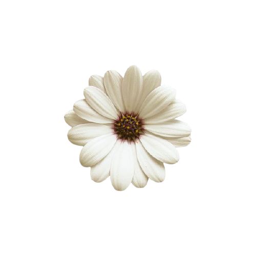 a single white flower on a white background