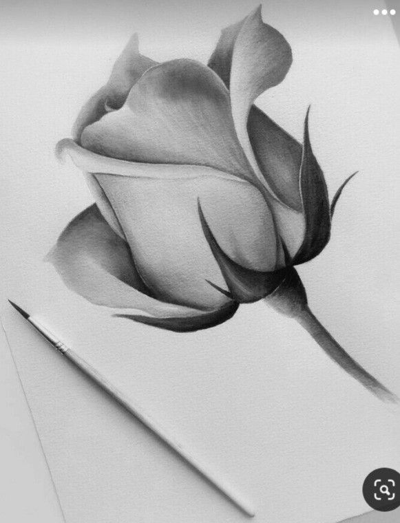 a pencil drawing of a rose on paper