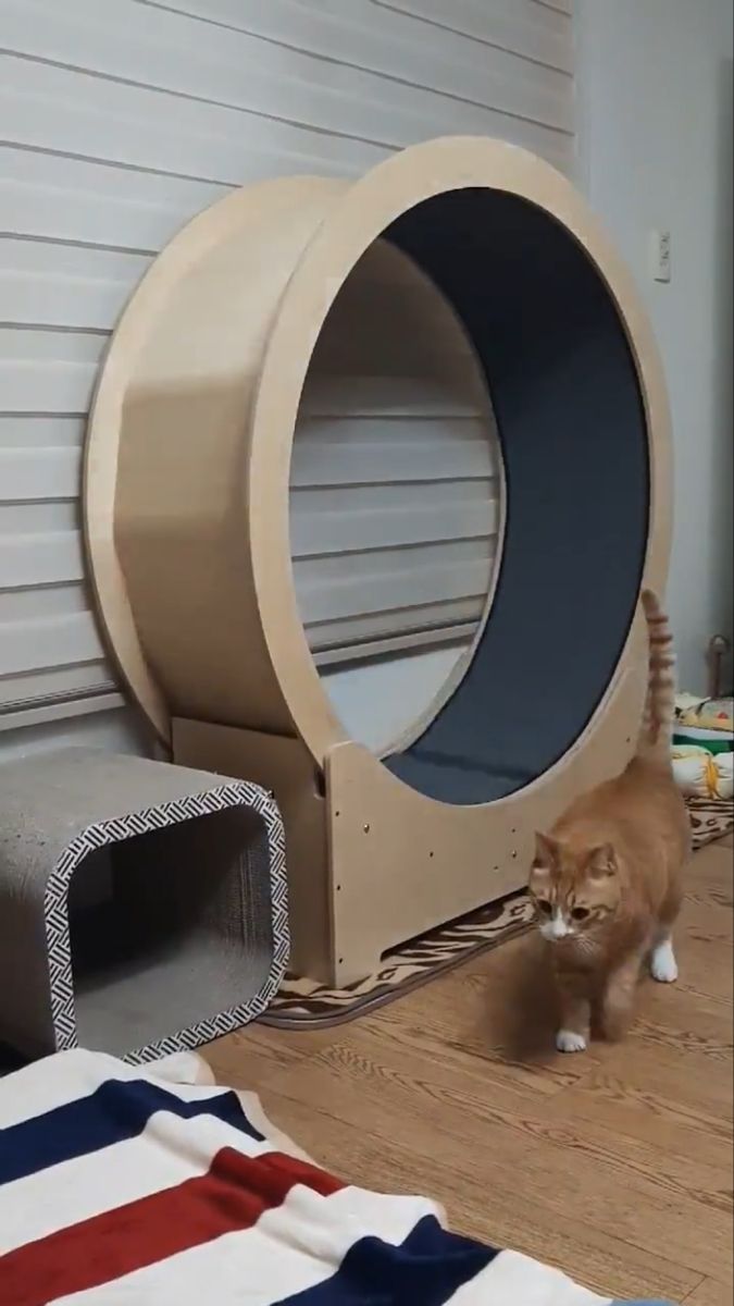 an orange cat is standing in front of a round thing