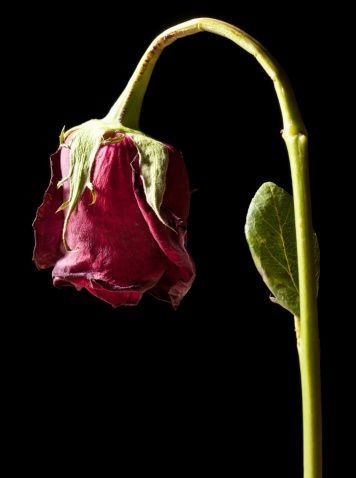 a red flower with green leaves on a black background in front of a dark backdrop