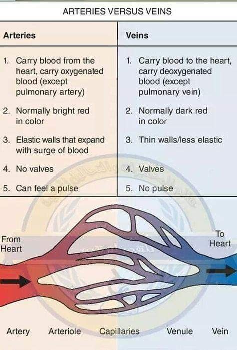 two different types of veins are shown in this graphic above the words, varies versus veins