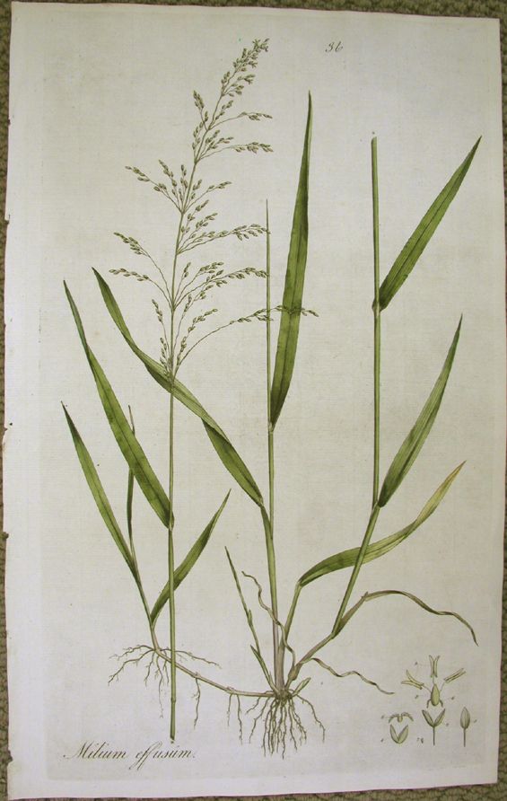 a drawing of some green plants on a white paper with brown trim around the stems