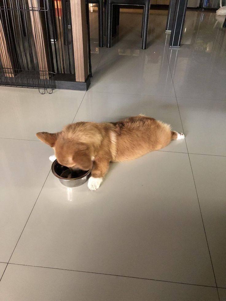 a dog laying on the floor eating out of a bowl with his head in it