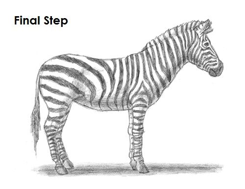 a drawing of a zebra with the words final step on it's back side