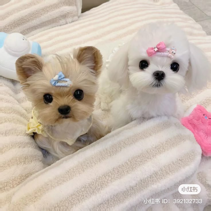 two small white dogs sitting on top of a bed next to each other and one is wearing a pink bow