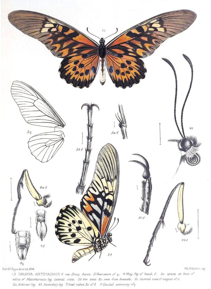 an image of butterflies and other insects