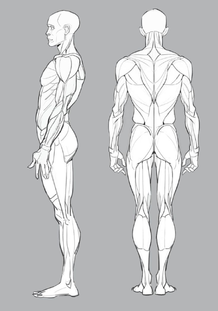 the back and side view of a man's body, with muscles drawn in perspective