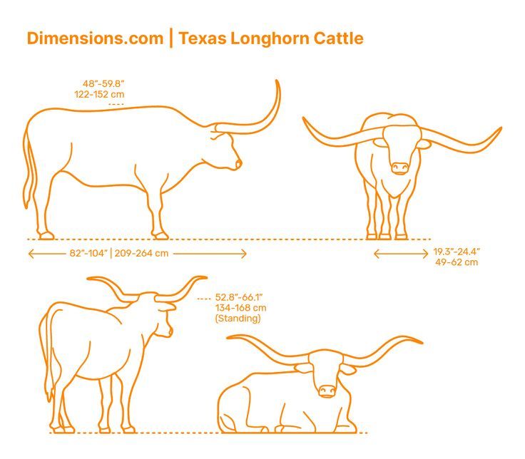 an image of longhorn cattle sizes