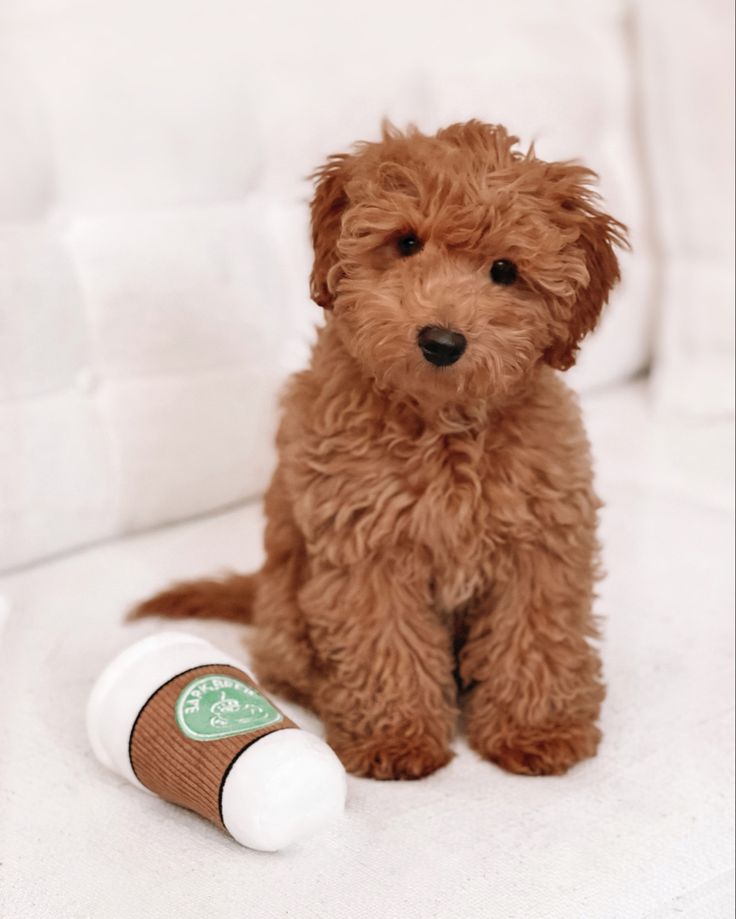 a small brown dog sitting on top of a white couch next to a tube of toothpaste