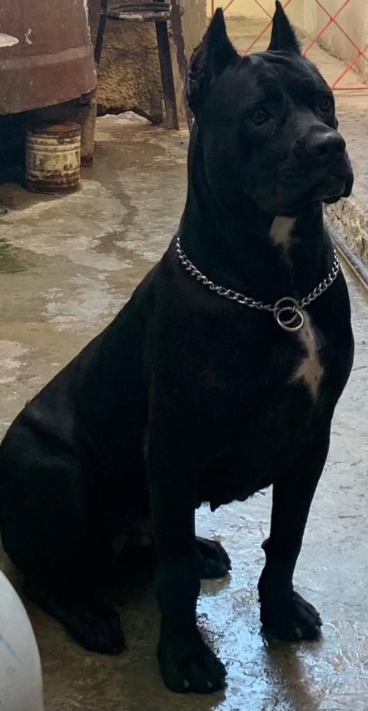 a large black dog sitting on top of a cement floor