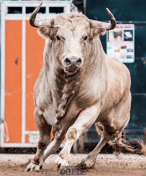 a bull is running in the dirt with its horns out and it's eyes open