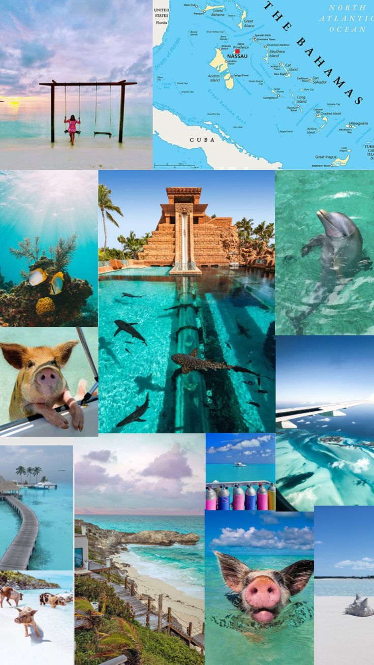 a collage of pictures with animals and people in them, including the ocean water