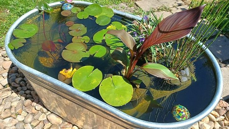 Container Water Gardens