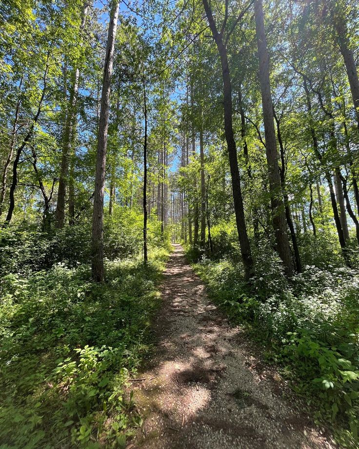 a dirt path in the middle of a forest