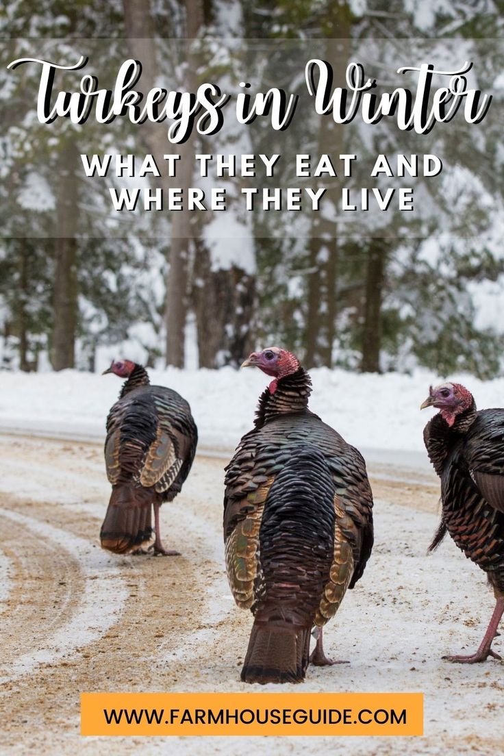 three turkeys walking down the road with text overlay that reads, turkeys in winter what they eat and where they live