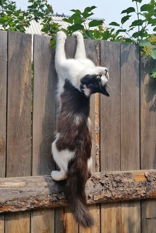 a black and white cat climbing up the side of a wooden fence with its paws in the air