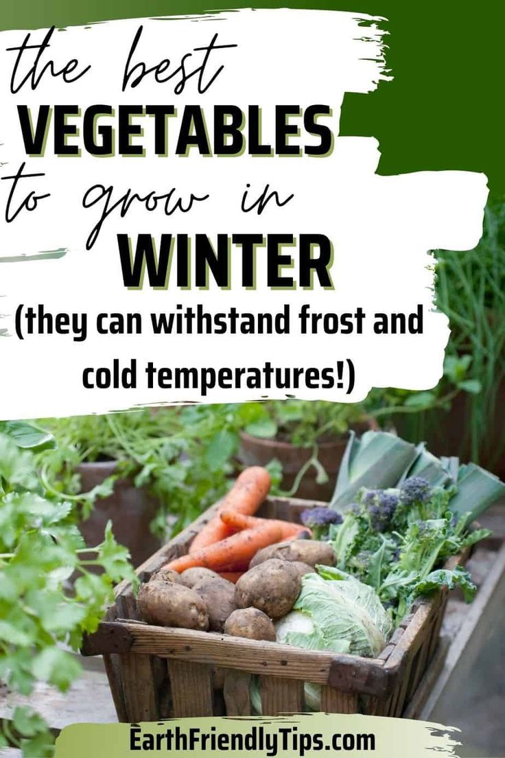 the best vegetables to grow in winter they can whitstand frost and cold temperature