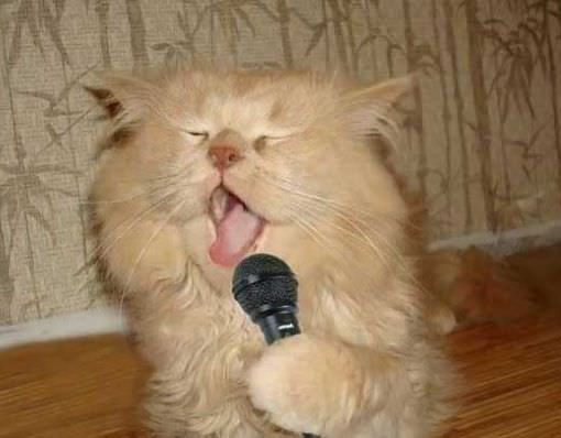 an orange cat with its mouth open and holding a microphone in it's paws