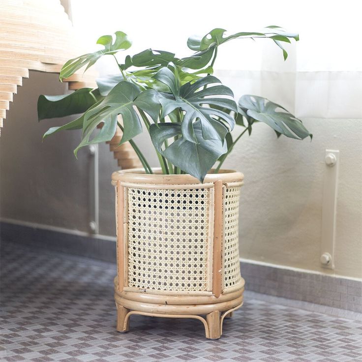 a potted plant sitting on top of a wooden stand