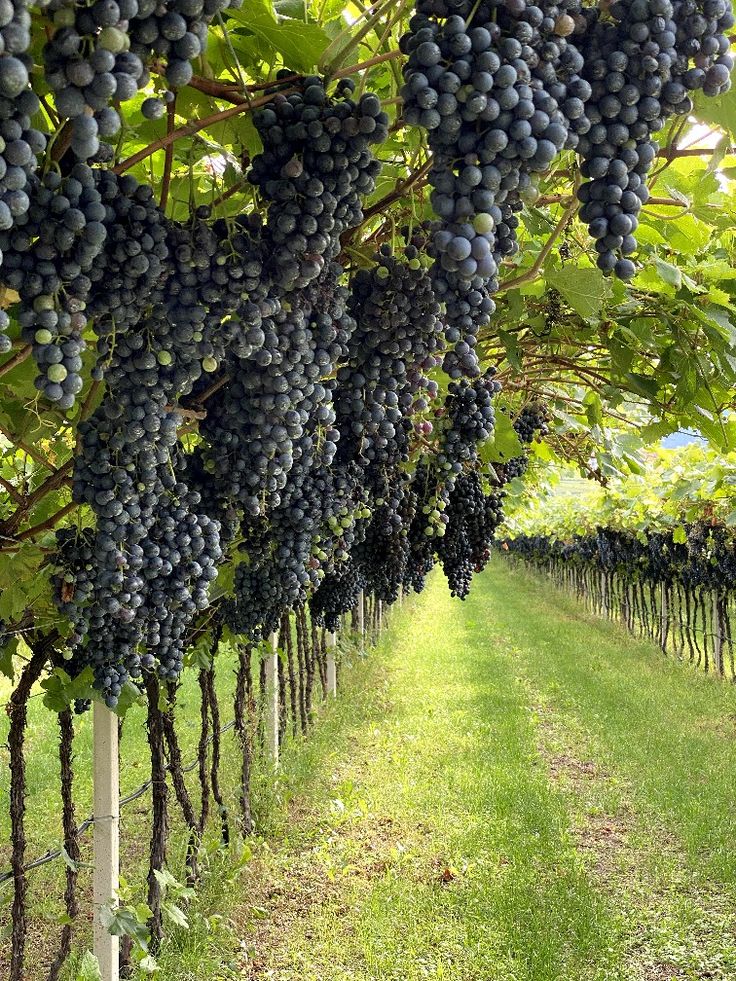 grapes are growing on the vine in an orchard