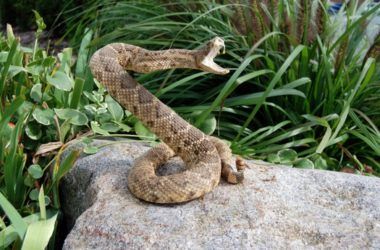 a snake is sitting on top of a rock