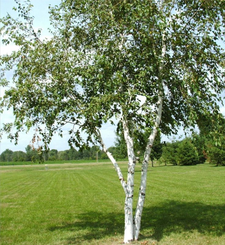 a small tree in the middle of a field with green grass and trees behind it