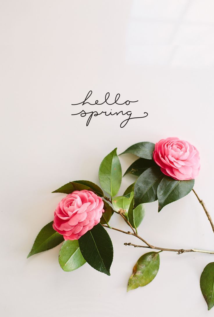 three pink roses with green leaves and the words hello spring written in black on a white background