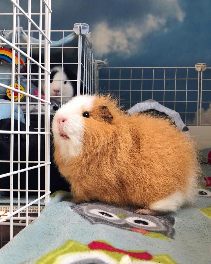 a small brown and white guinea pig in a cage