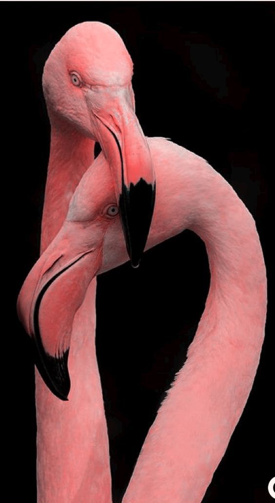 two pink flamingos standing next to each other on a black background with their necks touching