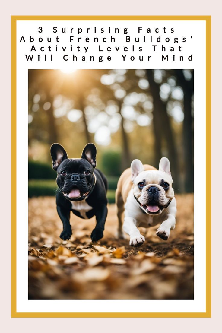 Two French Bulldogs running through a forest with autumn leaves. Lilac French Bulldog, Best Apartment Dogs, French Bulldog Names, French Bulldog Breed, Bulldog Names, Active Dogs, Outside Dogs, Most Popular Dog Breeds, Loyal Dogs