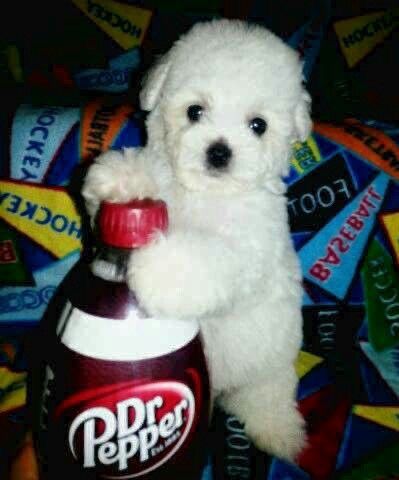 a small white dog sitting next to a bottle of soda on top of a bed