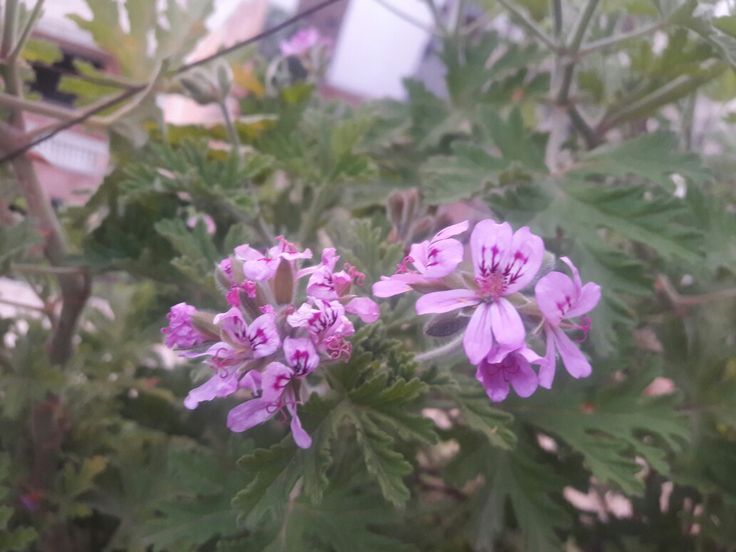 purple flowers are blooming in the garden