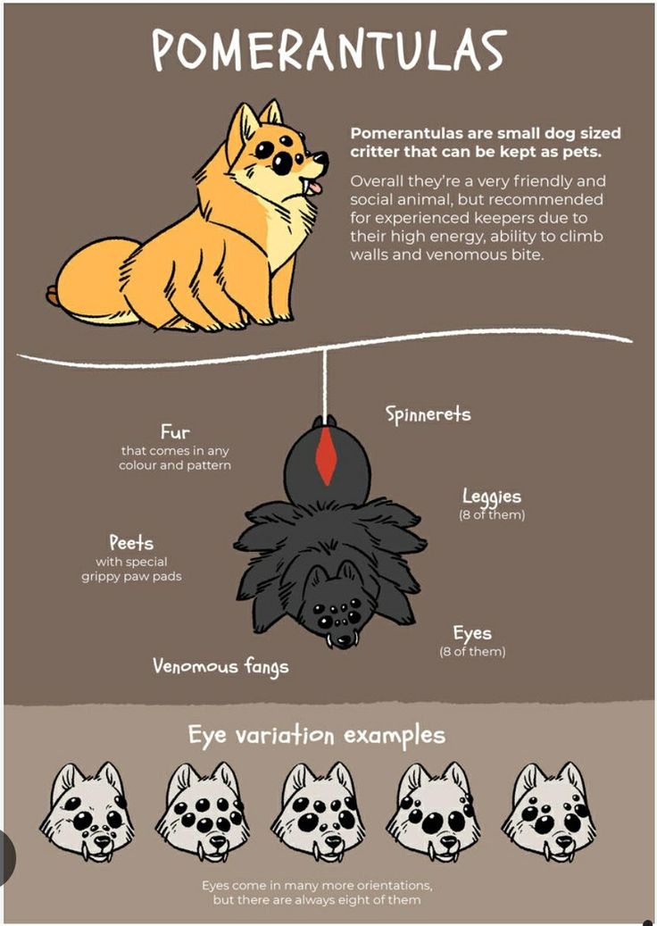 the anatomy of an animal's head and its features info sheet with instructions on how to