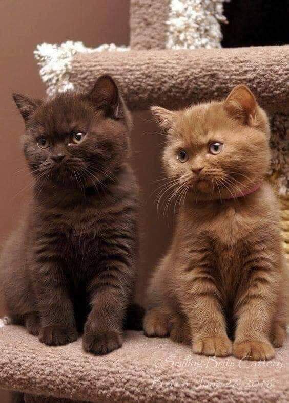 two kittens sitting on top of a cat tree looking at the camera with blue eyes