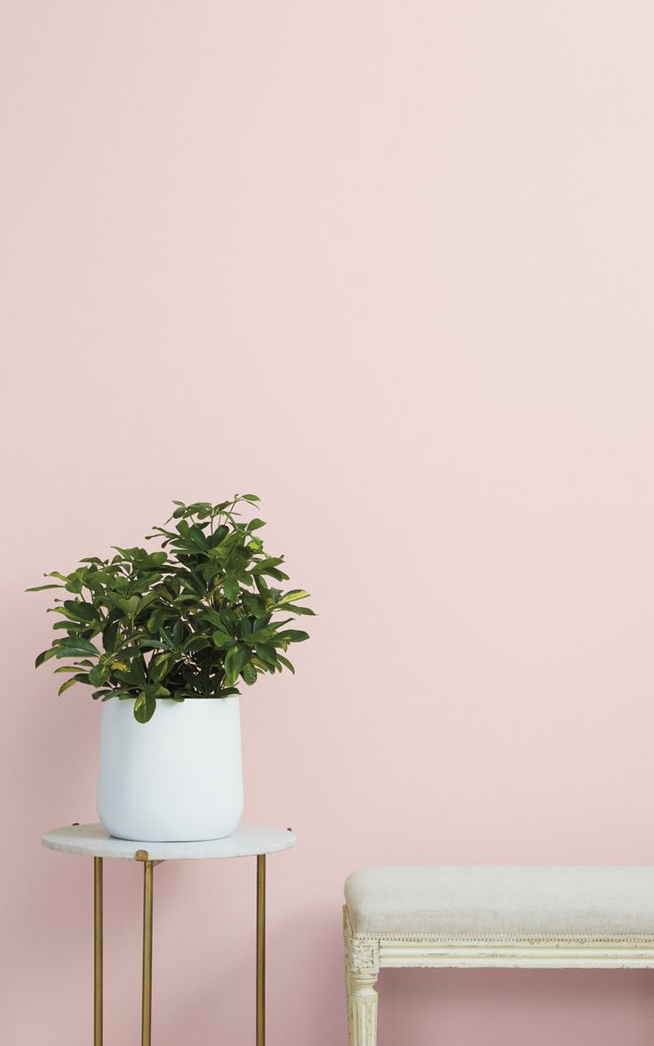 a plant sitting on top of a table next to a white bench and pink wall