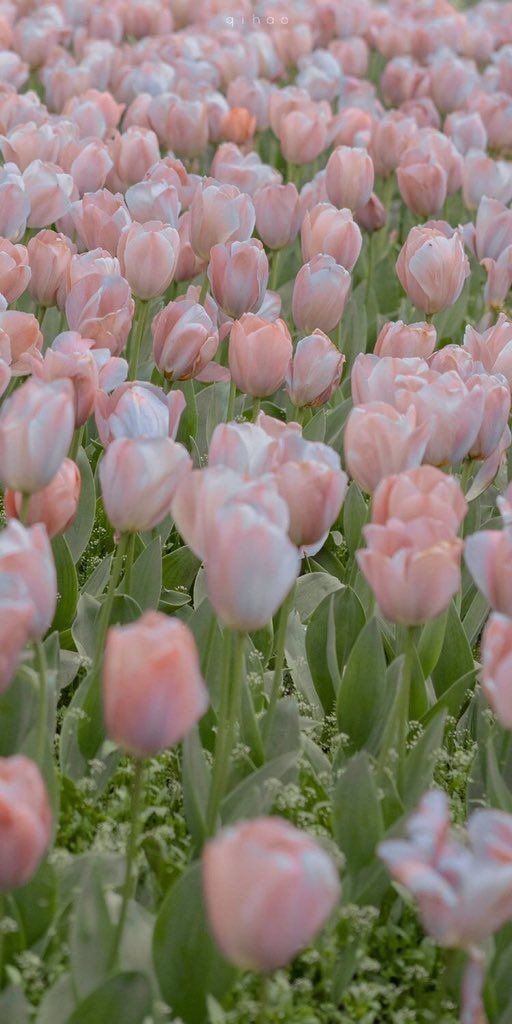 many pink tulips are growing in the field