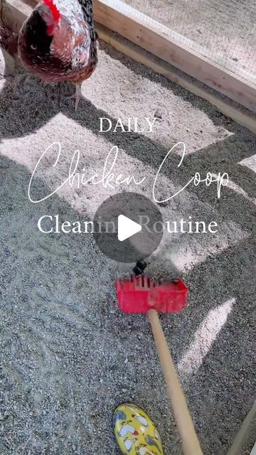 a rooster standing next to a red brush on top of a cement ground with the words daily chicken coop cleaning routine