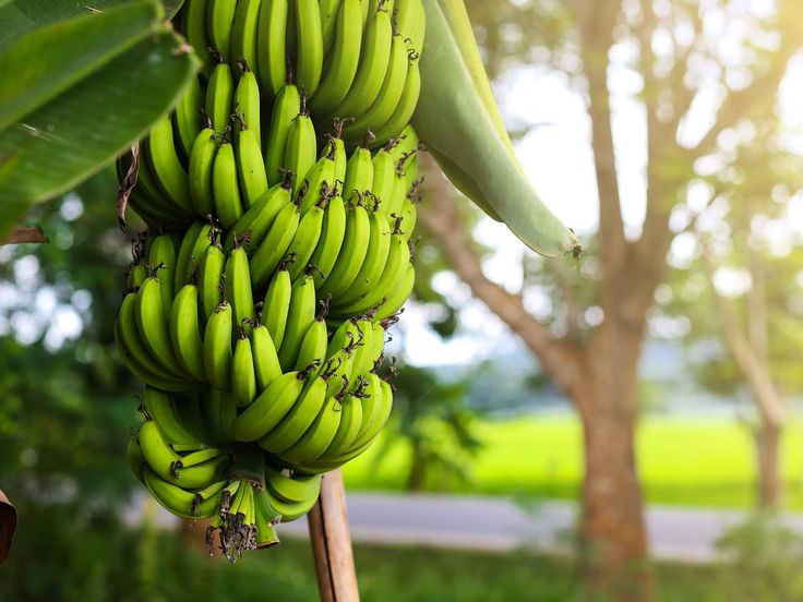 bunches of green bananas hanging from a tree