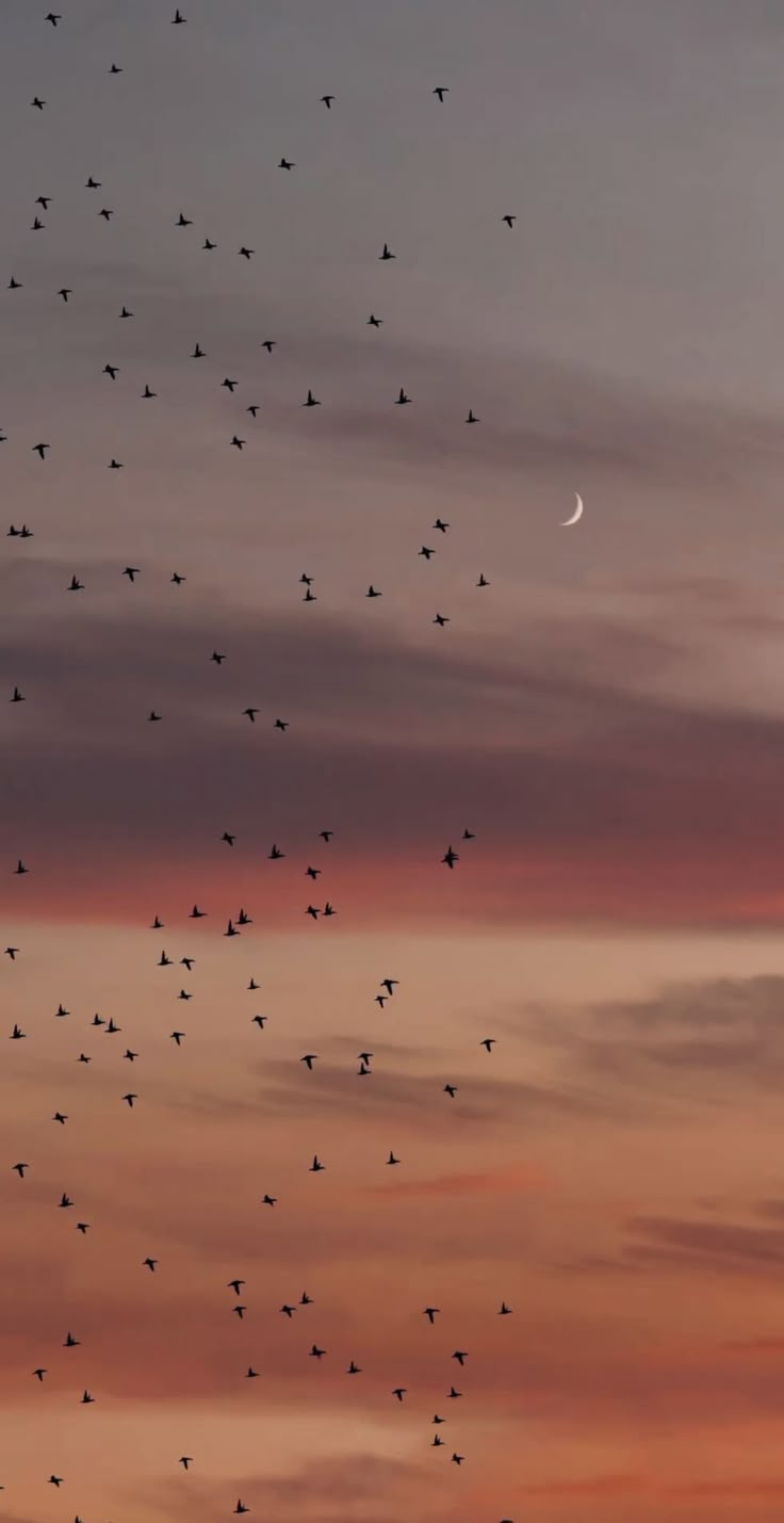 a flock of birds flying in the sky at sunset with a half moon behind them