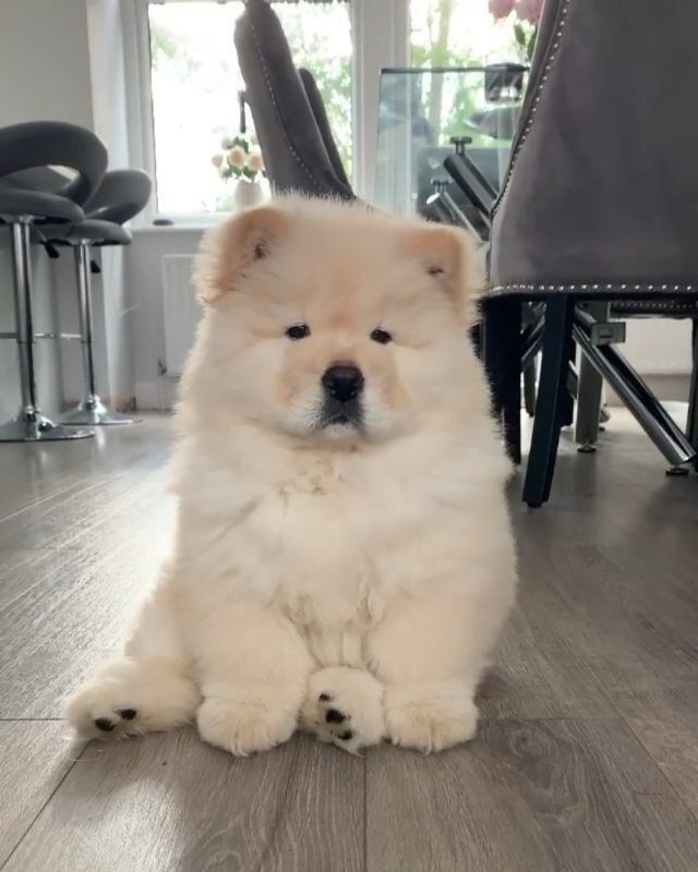 a white dog sitting on top of a hard wood floor next to a table and chairs