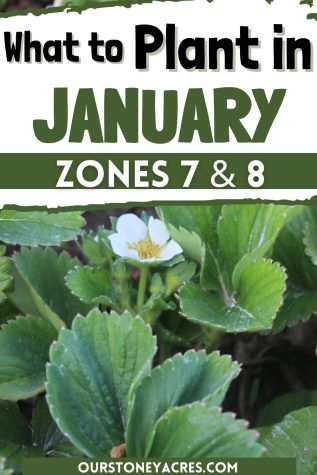 a plant with the words what to plant in january zones 7 and 8